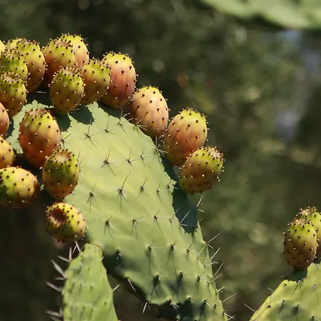 Casa Brumar Dlx 아파트 *