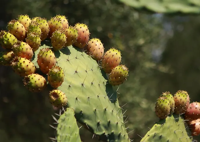 Casa Brumar Dlx 아파트 *